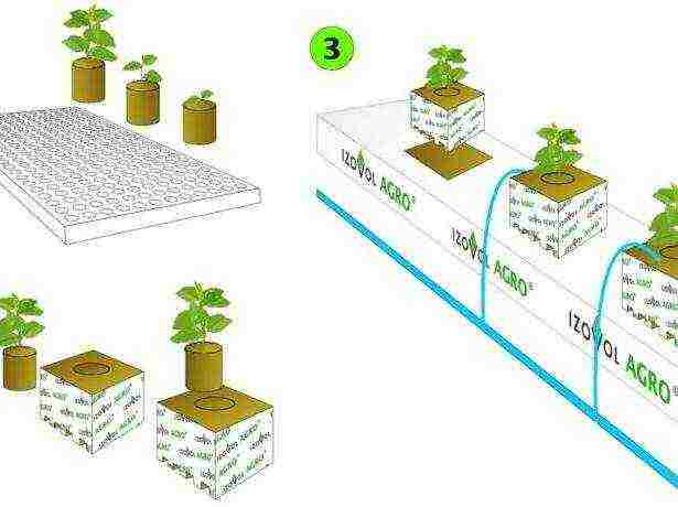 posible bang palaguin ang mga pipino sa isang greenhouse buong taon