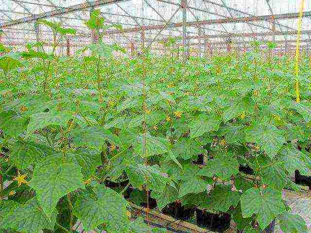 is it possible to grow cucumbers in a greenhouse all year round