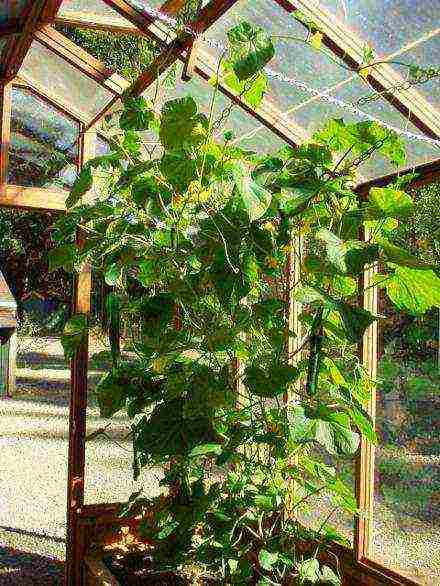 is it possible to grow cucumbers in a greenhouse all year round