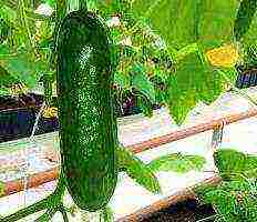 is it possible to grow cucumbers in a greenhouse all year round