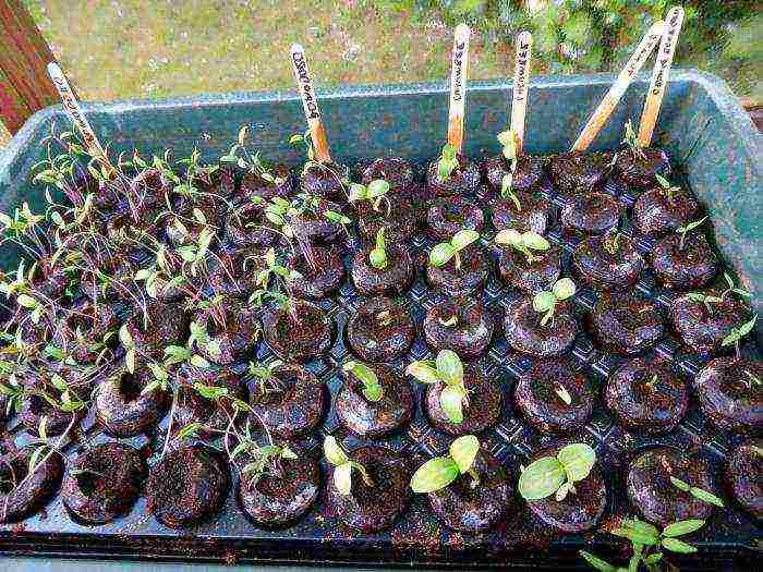 is it possible to grow cucumbers in a greenhouse all year round