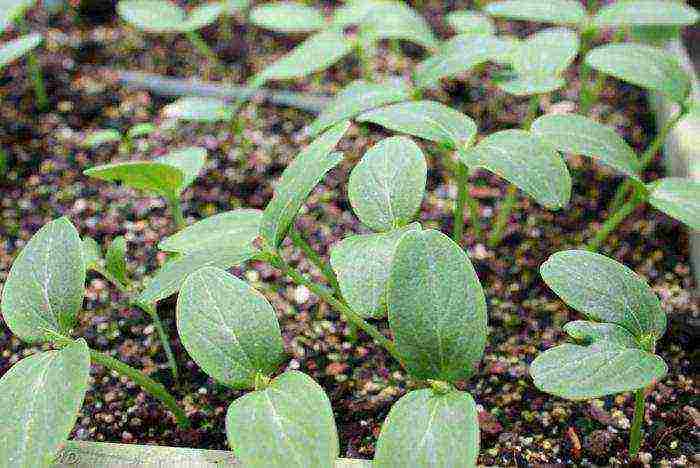 is it possible to grow cucumbers in a greenhouse all year round