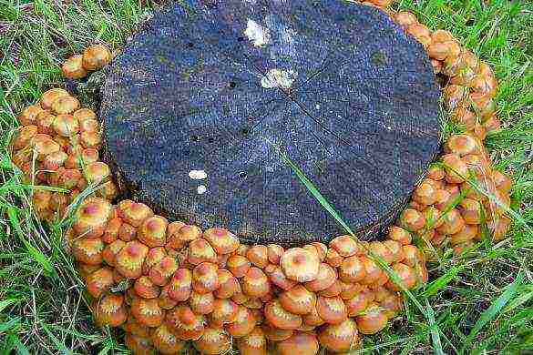 is it possible to grow mushrooms on a personal plot