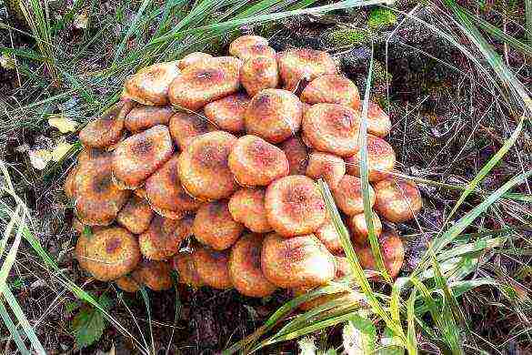 is it possible to grow mushrooms on a personal plot