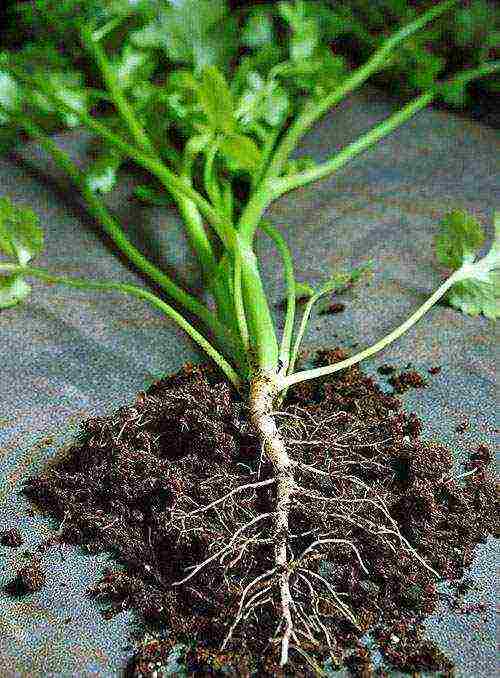 is it possible to grow parsley on a windowsill in winter