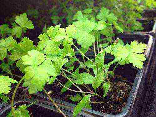 is it possible to grow parsley on a windowsill in winter