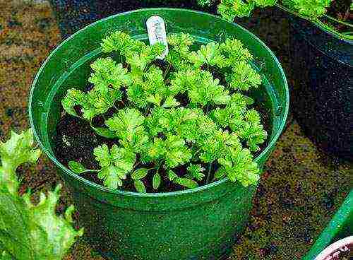 is it possible to grow parsley on a windowsill in winter