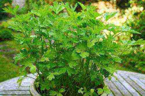 is it possible to grow parsley on a windowsill in winter