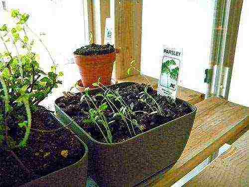 is it possible to grow parsley on a windowsill in winter