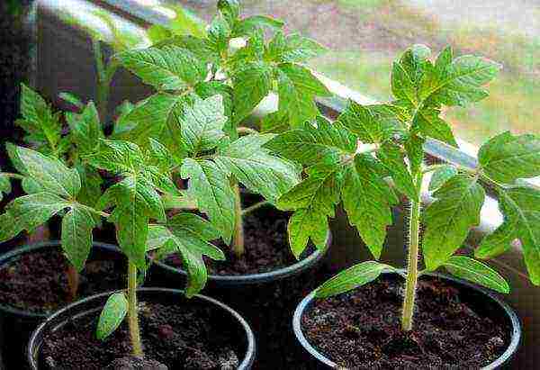 is it possible to grow tomatoes at home