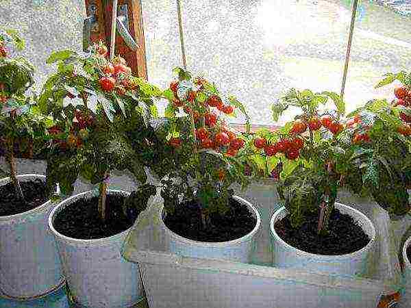 is it possible to grow tomatoes at home