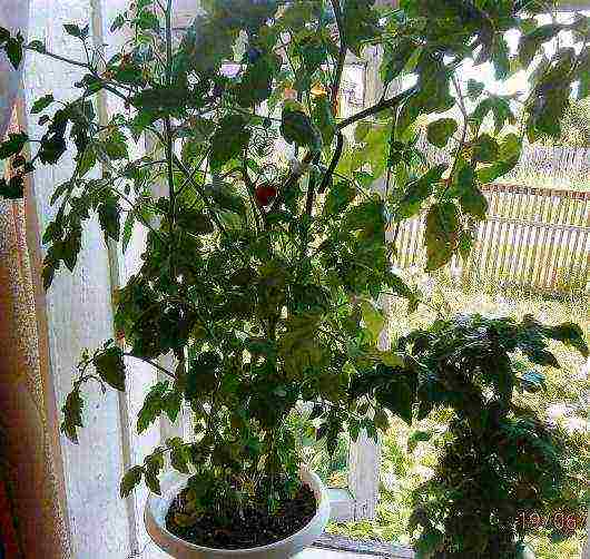 is it possible to grow tomatoes in winter on a windowsill