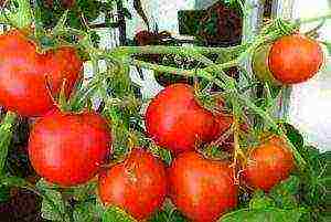 is it possible to grow tomatoes in winter on a windowsill