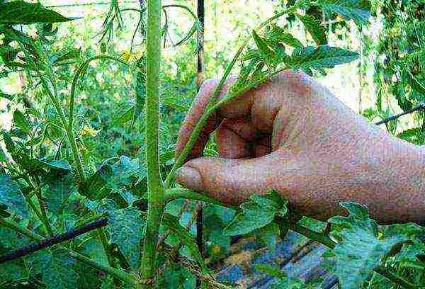 is it possible to grow tomatoes in winter on a windowsill