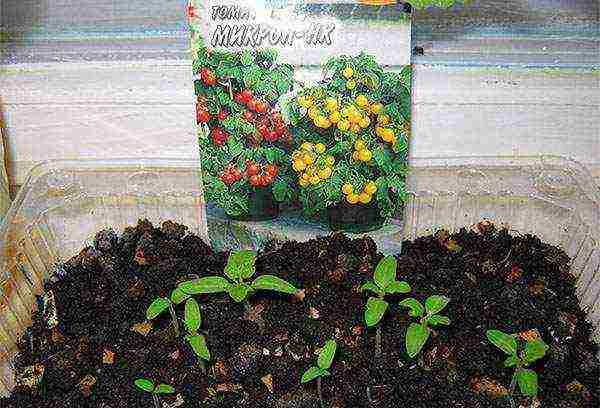 is it possible to grow tomatoes in winter on a windowsill