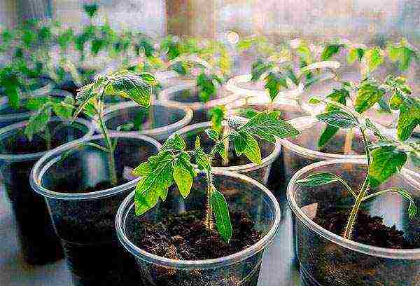 is it possible to grow tomatoes in winter on a windowsill