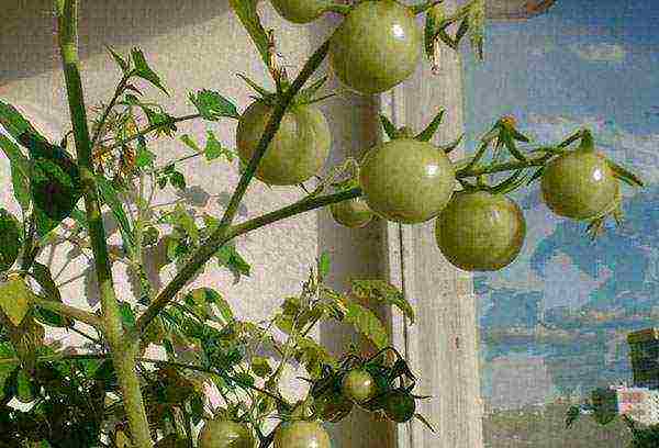 is it possible to grow tomatoes in winter on a windowsill
