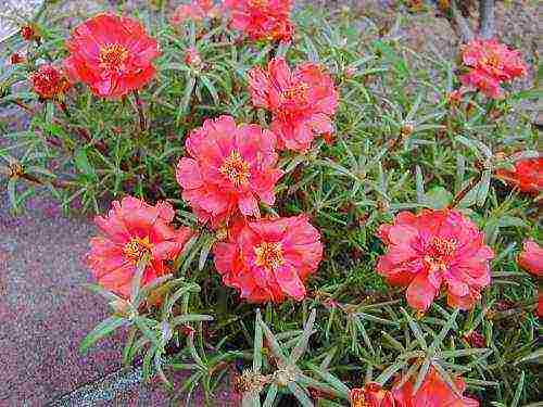 is it possible to grow purslane indoors