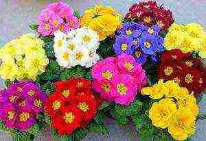 is it possible to grow primrose indoors