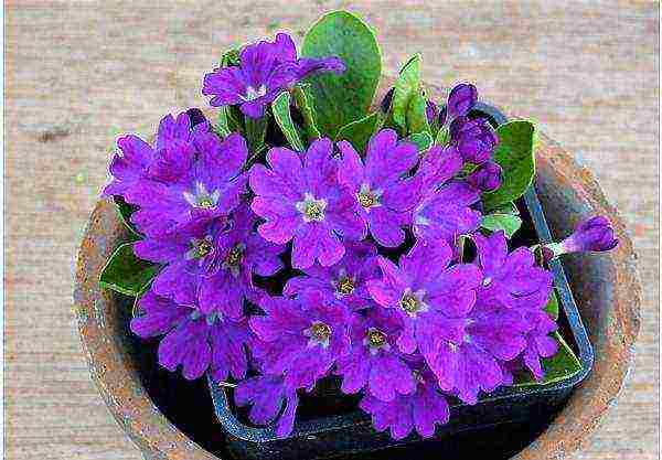 is it possible to grow primrose indoors