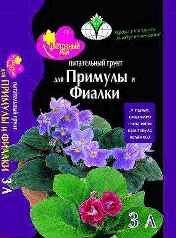 is it possible to grow primrose indoors