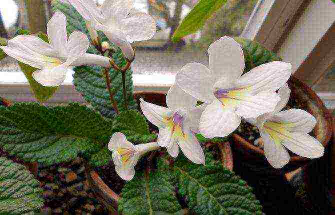 is it possible to grow primrose indoors