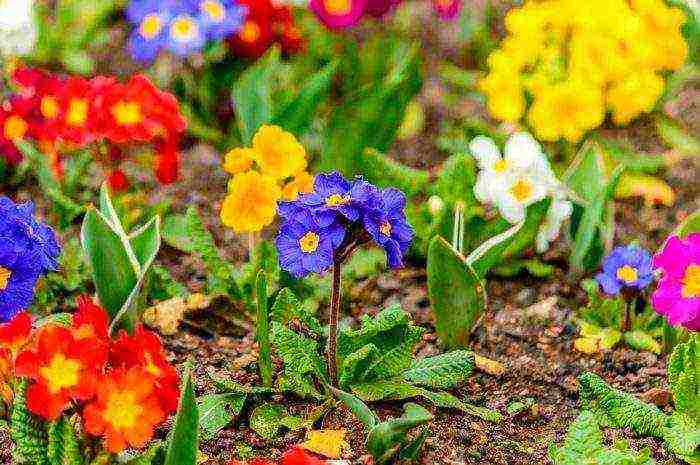 is it possible to grow primrose indoors