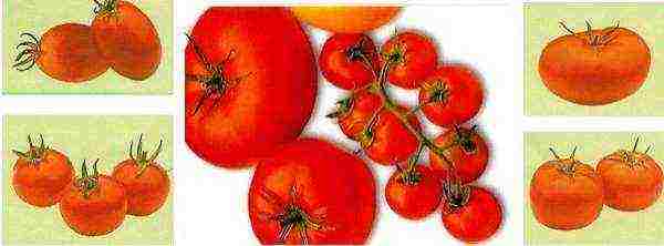 is it possible to grow tomato seedlings without picking