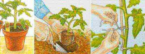 is it possible to grow tomato seedlings without picking