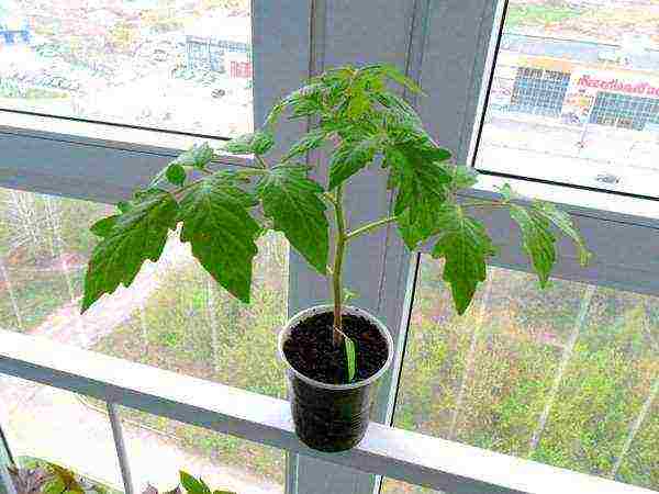 is it possible to grow tomato seedlings without picking