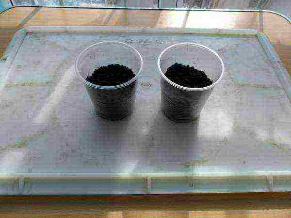 is it possible to grow tomato seedlings without picking