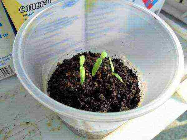 is it possible to grow tomato seedlings without picking