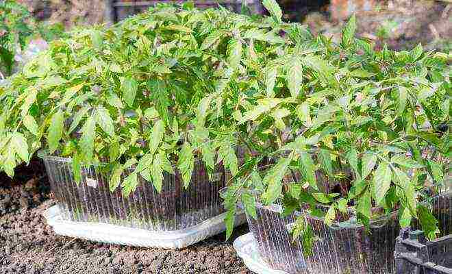 is it possible to grow tomato seedlings without picking