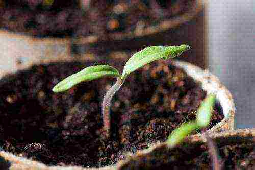 is it possible to grow tomato seedlings without picking