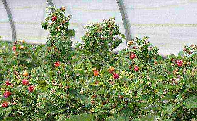 posible bang palaguin ang mga remontant raspberry sa isang greenhouse