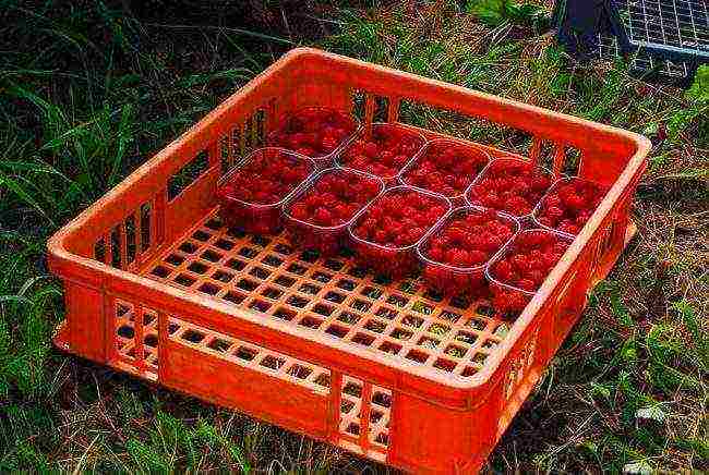 is it possible to grow remontant raspberries in a greenhouse