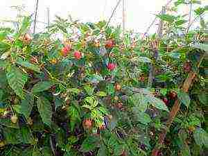 is it possible to grow remontant raspberries in a greenhouse