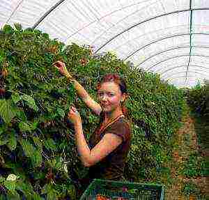 posible bang palaguin ang mga remontant raspberry sa isang greenhouse