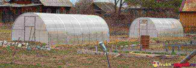 is it possible to grow remontant raspberries in a greenhouse