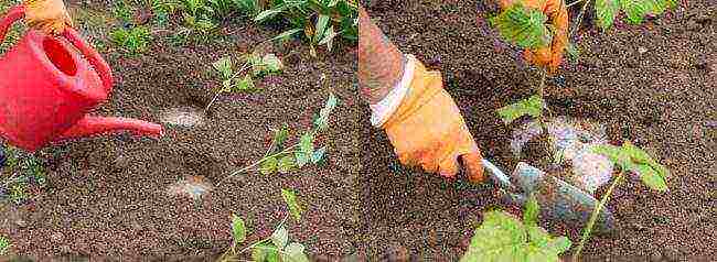 is it possible to grow remontant raspberries in a greenhouse