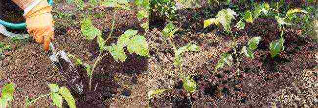 is it possible to grow remontant raspberries in a greenhouse