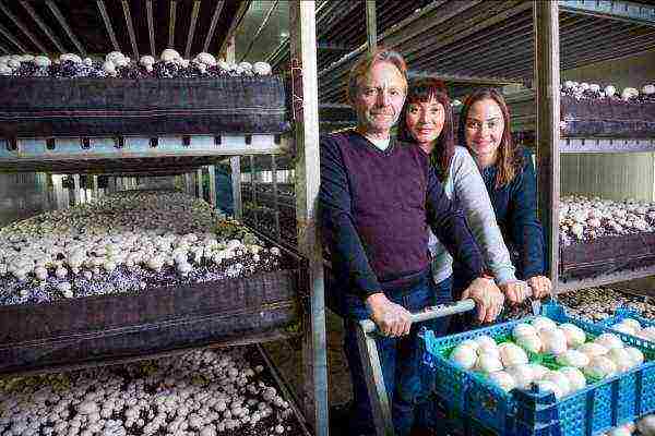 is it possible to grow champignons in the garden