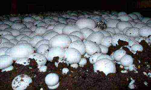 is it possible to grow champignons in the garden