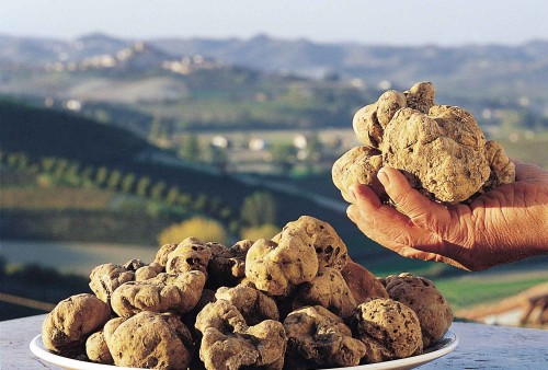 is it possible to grow truffles at home indoors