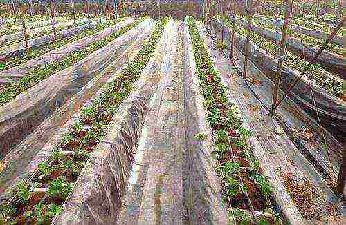 posible bang palaguin ang mga strawberry at kamatis sa isang greenhouse