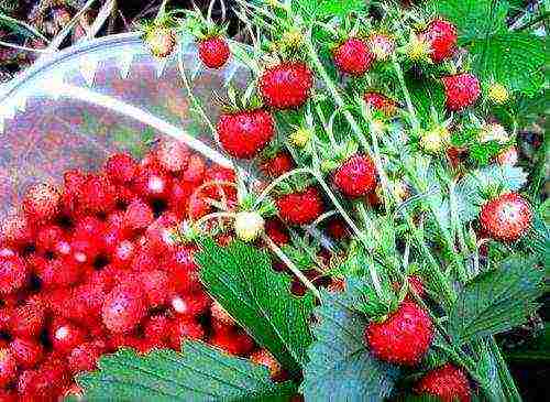 is it possible to grow strawberries and tomatoes in a greenhouse