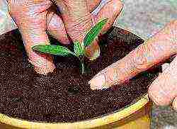 posible bang palaguin ang mga strawberry at kamatis sa isang greenhouse