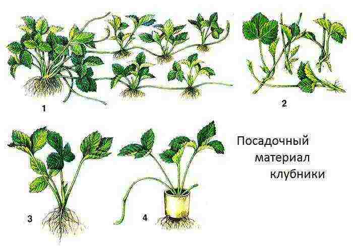 is it possible to grow strawberries and tomatoes in a greenhouse