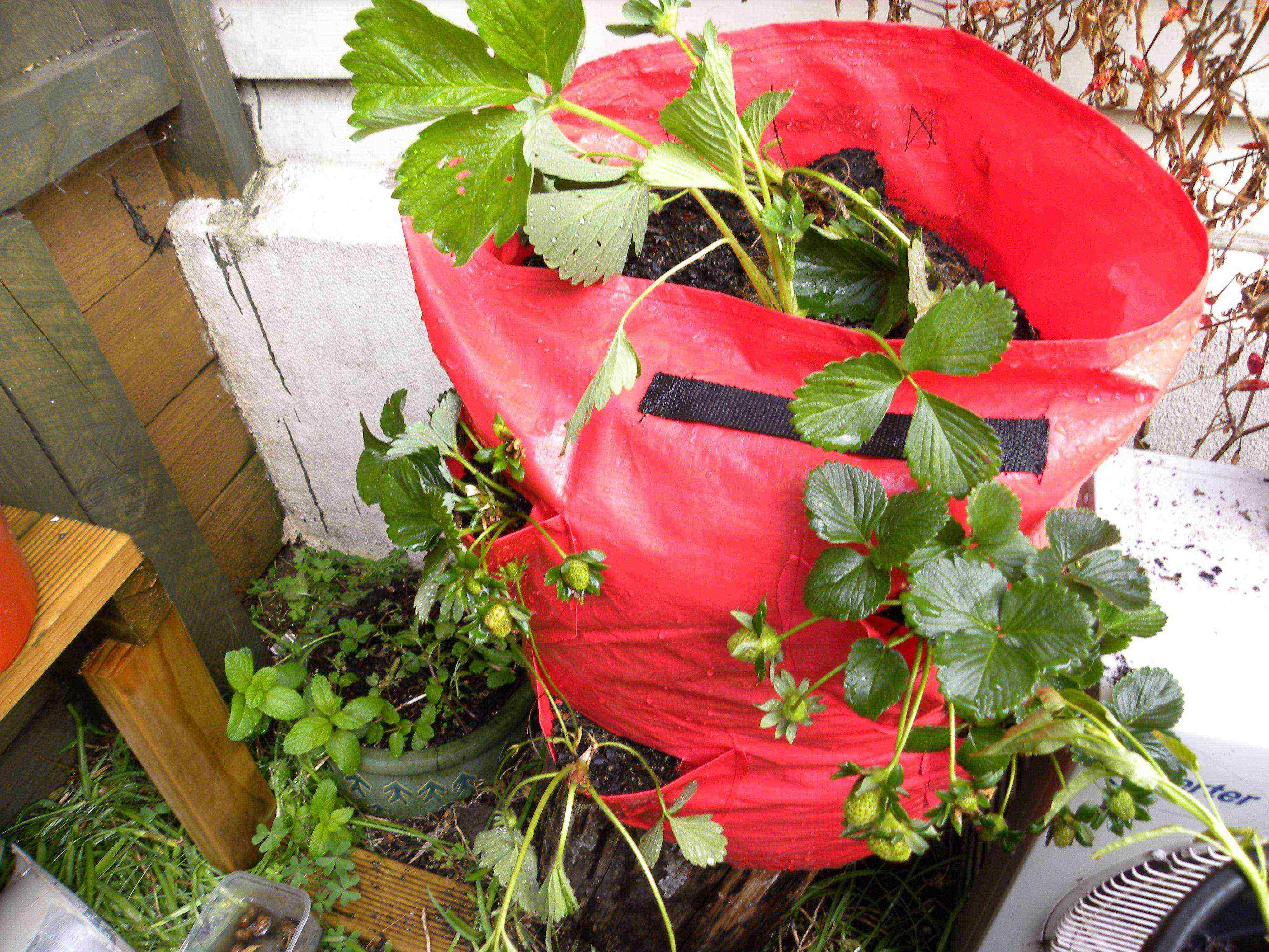 is it possible to grow strawberries and tomatoes in a greenhouse