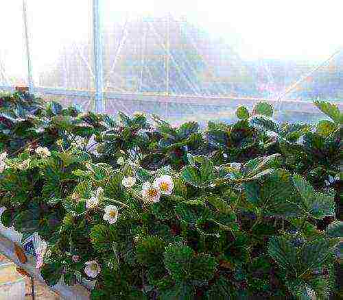 posible bang palaguin ang mga strawberry at kamatis sa isang greenhouse